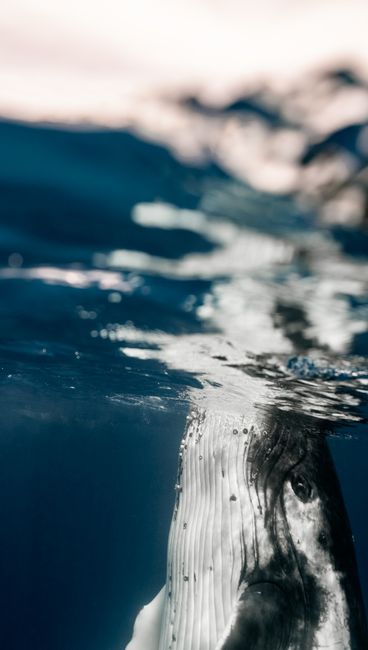 Striking underwater capture of a humpback whale emerging in the clear ocean waters of Tonga.