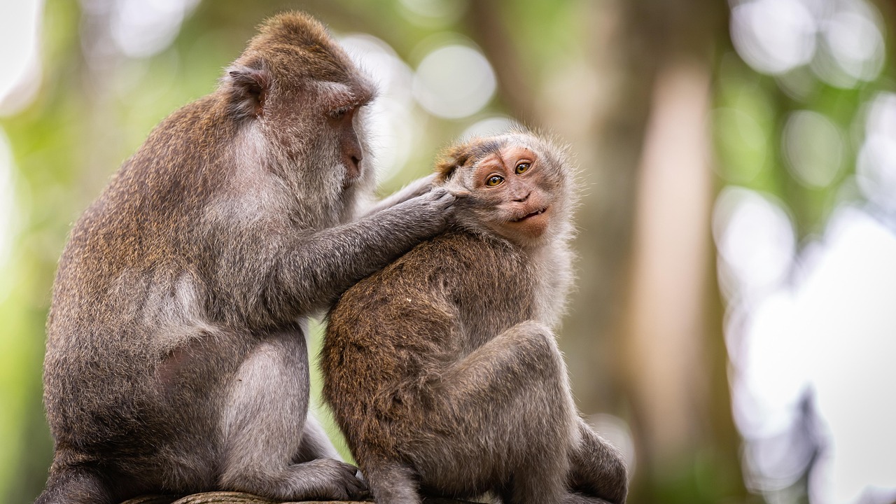 Monkeys, primates, animals, wildlife, cleaning, grooming, nature, cute, fur, forest, indonesia, monkeys, monkeys, cleaning, indonesia, indonesia, indonesia, indonesia, indonesia