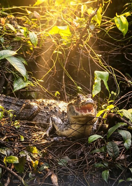 A spectacled caiman basking amidst vibrant foliage in Tortuguero, Costa Rica.