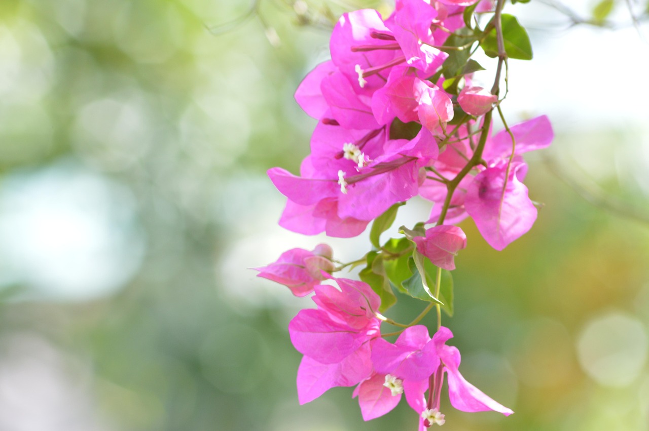 Bougainvillea, santa cruz, trinidad and tobago, bougainvillea, bougainvillea, bougainvillea, bougainvillea, bougainvillea