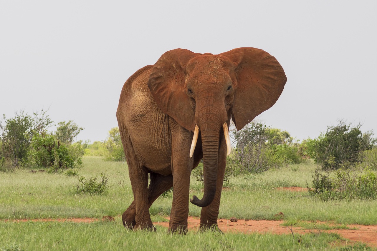 Wildlife, mammal, elephant, animal, grass, wild, angry, safari, kenya, tsavo east, nature, africa, national park, travel, landscape