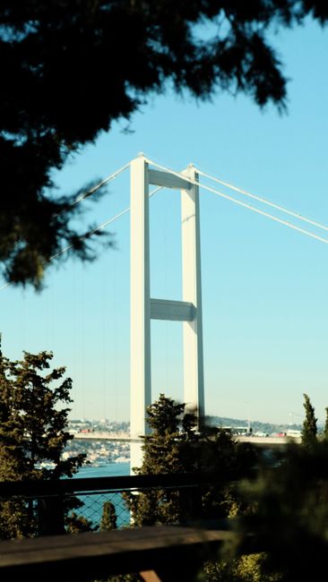A breathtaking shot of the Bosphorus Bridge framed by trees in Istanbul, Türkiye.