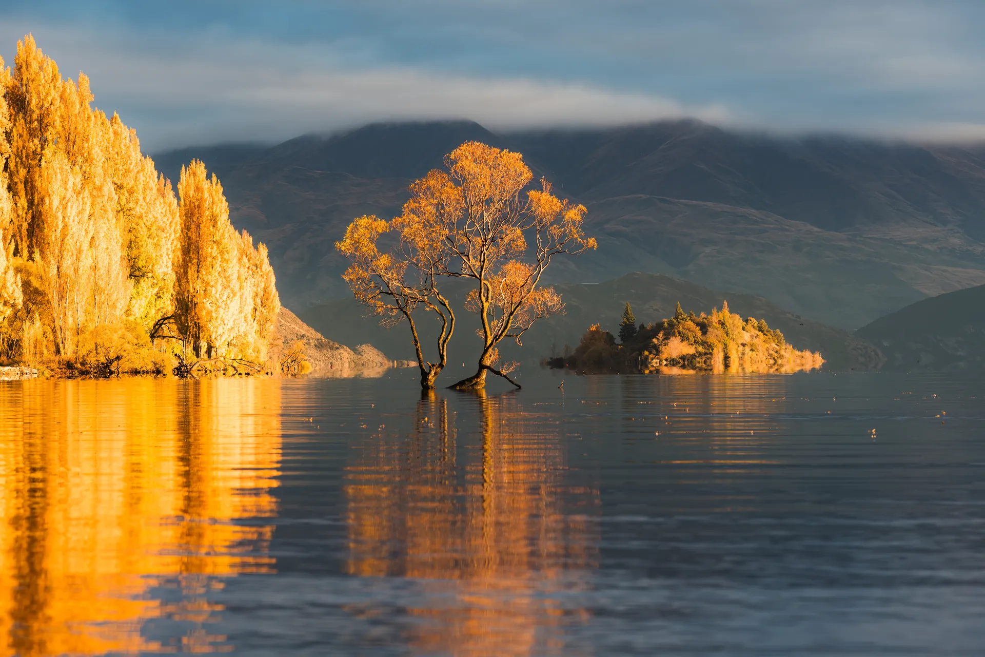 The lone willow known as That Wanaka Tree glowing at sunrise in Lake Wanaka, New Zealand