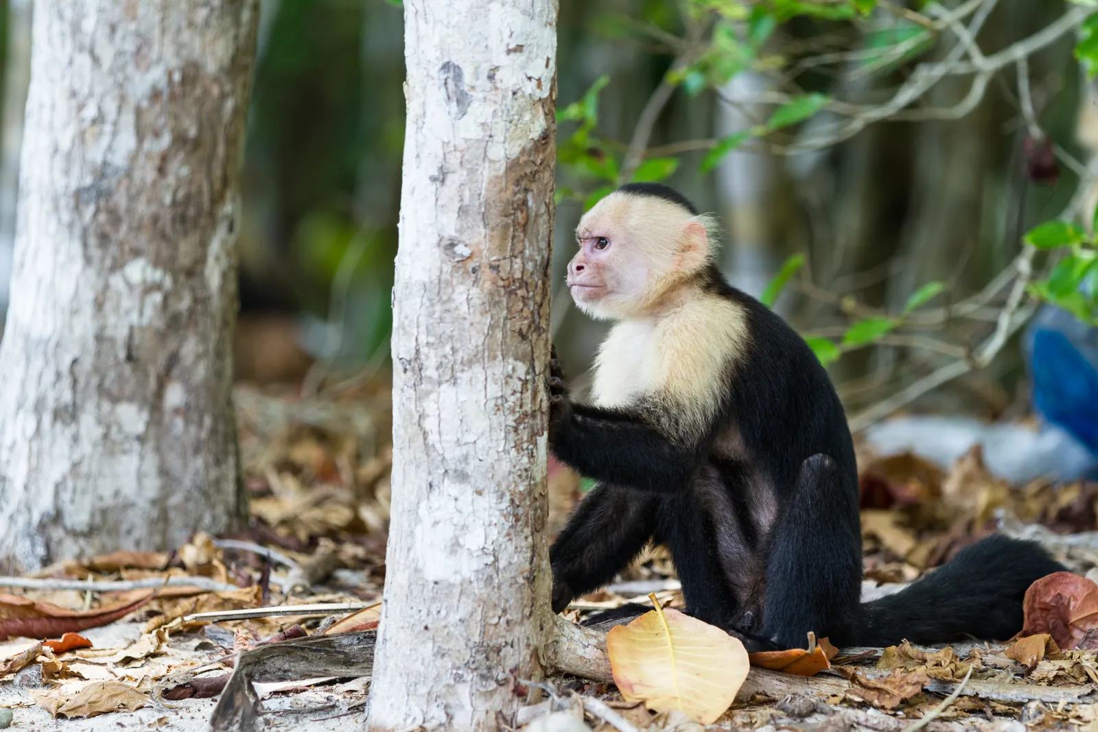 A white-faced capuchin monkey in Manuel Antonio National Park, Costa Rica
