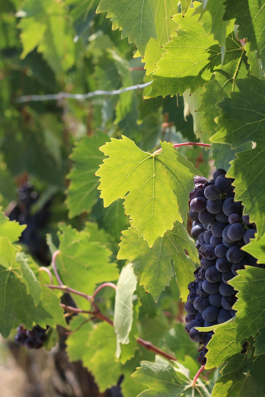 Grapes, grapevine, vineyard, farming, italy, tuscany, chianti