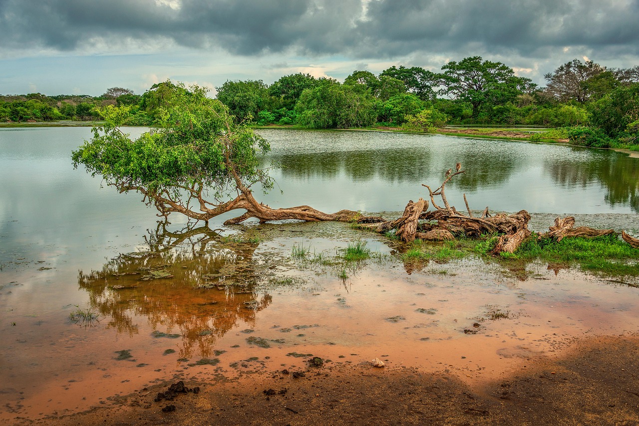 Lake, trees, yala national park, forest, national park, overcast, clouds, wilderness, water, nature, landscape, sri lanka, sri lanka, sri lanka, sri lanka, sri lanka, sri lanka