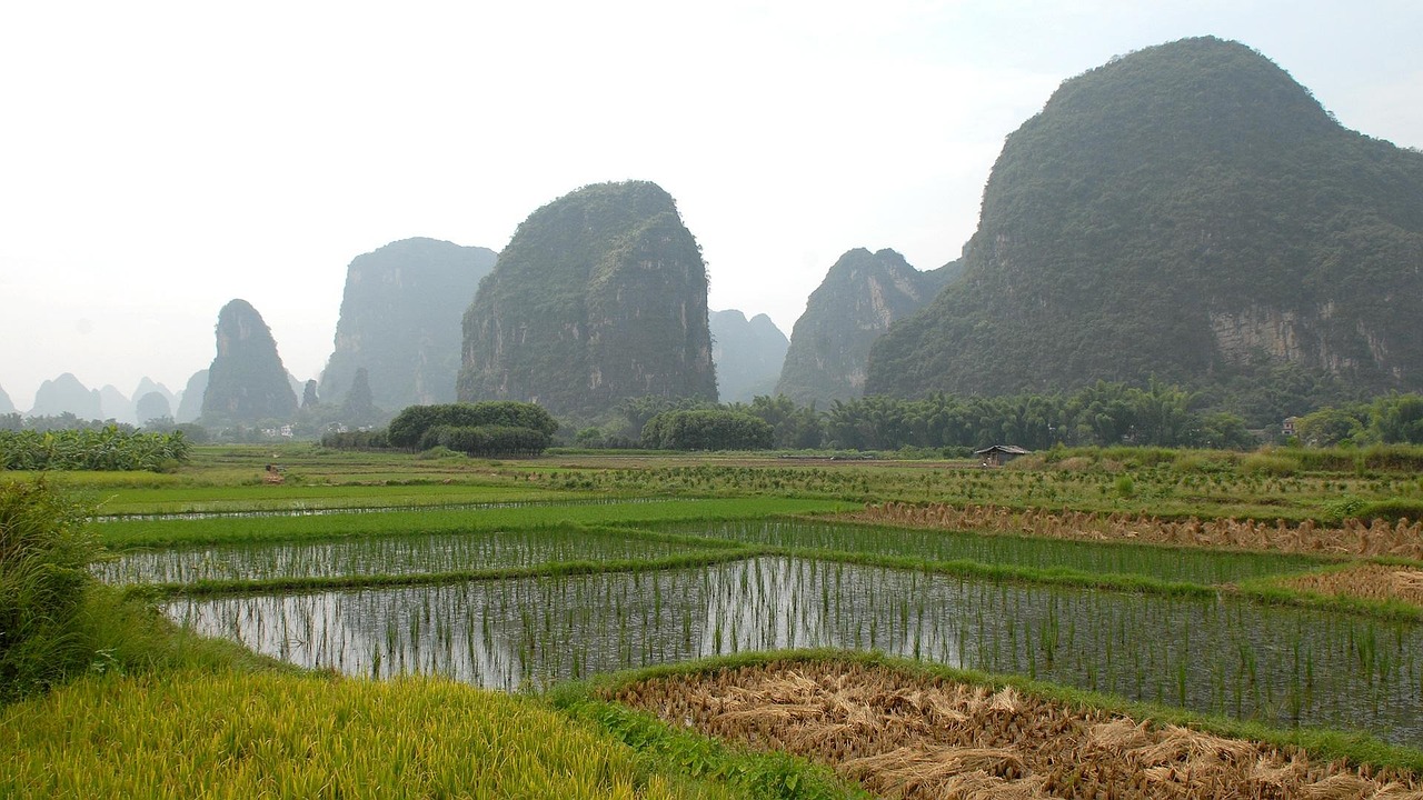 China, yangshuo, landscape, agriculture, paddy, china, china, china, yangshuo, yangshuo, yangshuo, paddy, paddy, paddy, paddy, paddy