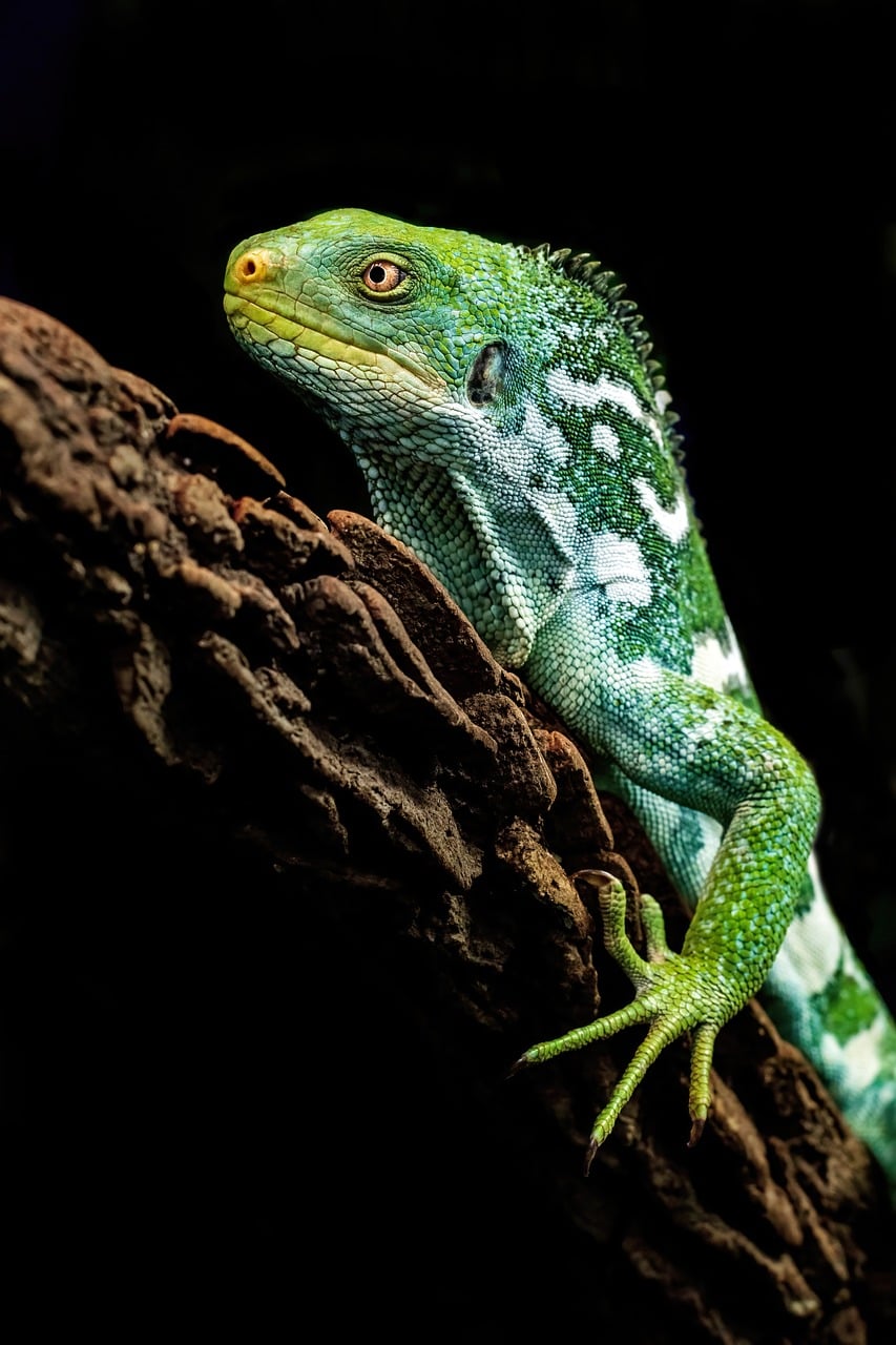 Iguana, fijian iguana, reptile, exotic, endangered species, green color, herpetology, wildlife, scales, terrarium, tree branch, natural habitat, museum, fiji, conservation, wings, zoo, natural colors,