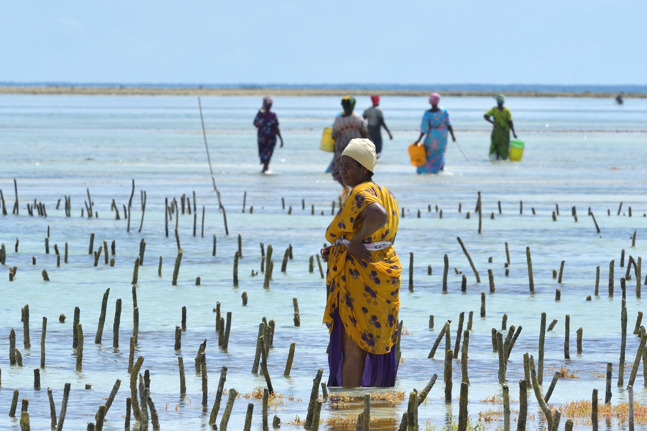 Women, beach, africa, seaweed, tanzania, zanzibar island, unguja, sea, coast, landscape, ocean, island, paradise, nature, seaweed, tanzania, tanzania, tanzania, tanzania, tanzania, unguja